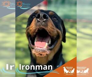 Rottweiler Dogs for adoption in Palmetto, FL, USA