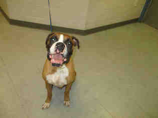Boxer Dogs for adoption in Augusta, GA, USA