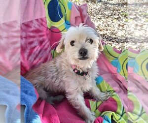 Border Terrier-Shih Tzu Mix Dogs for adoption in Missouri City, TX, USA