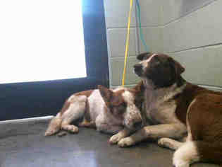 Australian Cattle Dog Dogs for adoption in Tulsa, OK, USA