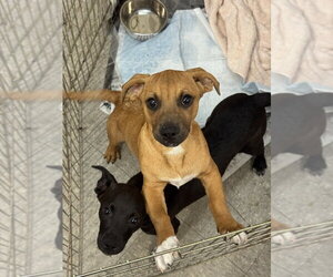 Mutt Dogs for adoption in Mundelein, IL, USA