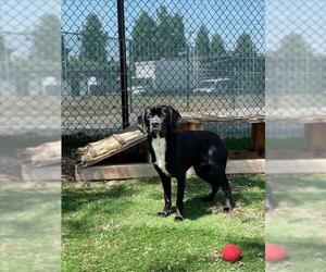 Puggle Dogs for adoption in Fremont, CA, USA