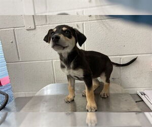 German Shepherd Dog-Unknown Mix Dogs for adoption in San Bernardino, CA, USA