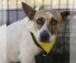 Mutt Dogs for adoption in San Antonio, TX, USA