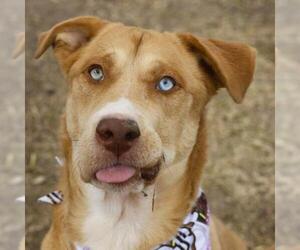 Siberian Husky-Unknown Mix Dogs for adoption in San Antonio, TX, USA