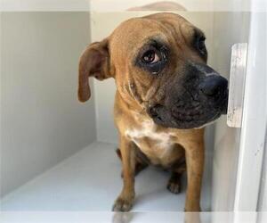 American Pit Bull Terrier-Unknown Mix Dogs for adoption in Houston, TX, USA