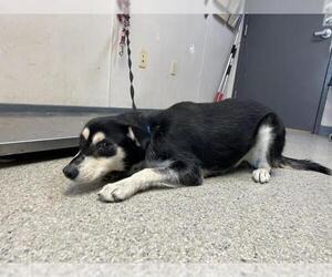 German Shepherd Dog-Unknown Mix Dogs for adoption in Visalia, CA, USA