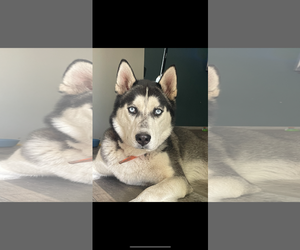 - Mix Dogs for adoption in Polson, MT, USA