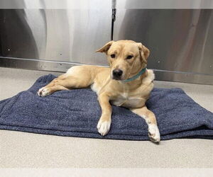 Labsky Dogs for adoption in Fairbanks, AK, USA