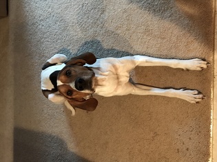 Small Treeing Walker Coonhound