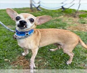 Chihuahua Dogs for adoption in Long Beach, CA, USA