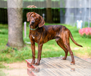 Plott Hound Dogs for adoption in Armonk, NY, USA