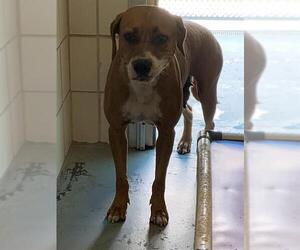 Boxer-Unknown Mix Dogs for adoption in Corpus Christi, TX, USA