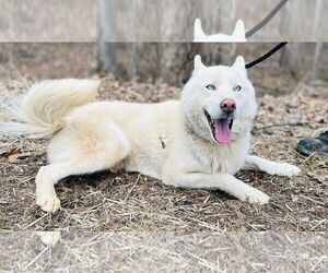 Siberian Husky-Unknown Mix Dogs for adoption in Clarkesville, GA, USA