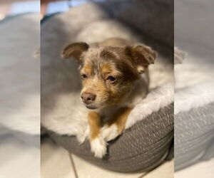 Australian Shepherd-Chihuahua Mix Dogs for adoption in Banning, CA, USA
