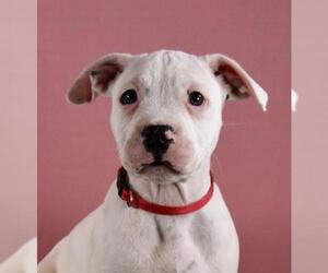 Bulloxer Dogs for adoption in Sheridan, CO, USA
