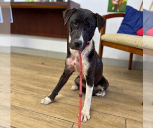 Labrador Retriever-Unknown Mix Dogs for adoption in Rowlett, TX, USA