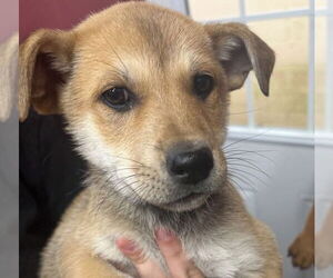 Shepradors Dogs for adoption in Montello, WI, USA