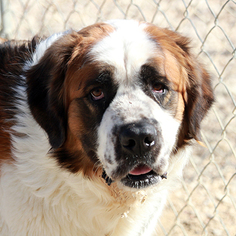 Saint Bernard Dogs for adoption in Waco, TX, USA