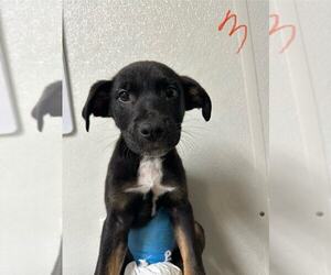 American Pit Bull Terrier-German Shepherd Dog Mix Dogs for adoption in Evansville, IN, USA
