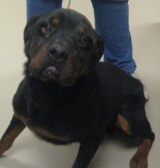 Rottweiler Dogs for adoption in Johnson City, TN, USA