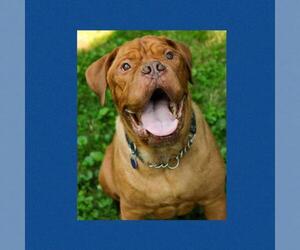 Dogue de Bordeaux Dogs for adoption in Bellbrook, OH, USA