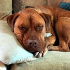 Dogue de Bordeaux Dogs for adoption in Mission Hills, CA, USA