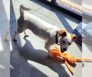 Mutt Dogs for adoption in Decatur, IL, USA