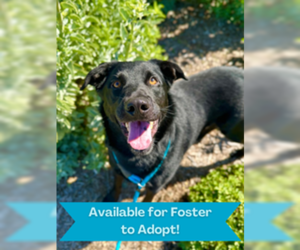 Labrador Retriever Dogs for adoption in Salinas, CA, USA