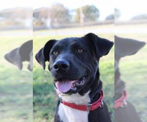 Borador Dogs for adoption in Pryor, OK, USA