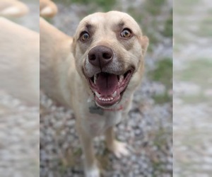 Labrador Retriever-Unknown Mix Dogs for adoption in Holly Springs, NC, USA