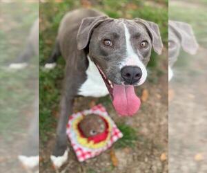 American Pit Bull Terrier-Weimaraner Mix Dogs for adoption in Texas City, TX, USA