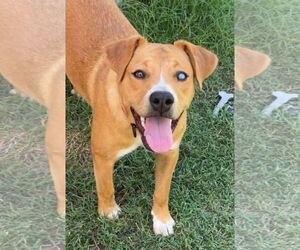 Labrador Retriever-Unknown Mix Dogs for adoption in Grafton, WI, USA