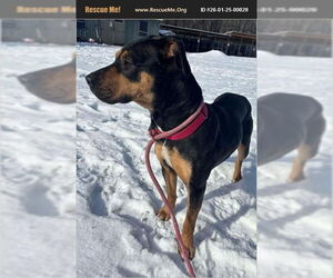 Rottweiler-Unknown Mix Dogs for adoption in Benton, PA, USA