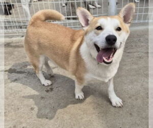 Pembroke Welsh Corgi-Unknown Mix Dogs for adoption in Agoura Hills, CA, USA