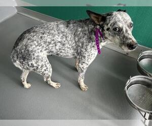 Australian Cattle Dog-Unknown Mix Dogs for adoption in Visalia, CA, USA