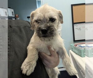 Brussels Griffon-Unknown Mix Dogs for adoption in Chico, CA, USA