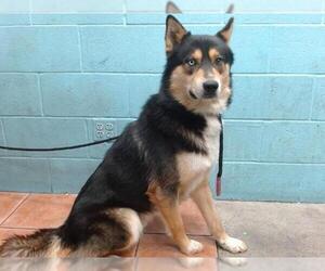 Siberian Husky-Unknown Mix Dogs for adoption in Downey, CA, USA