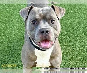 American Pit Bull Terrier Dogs for adoption in West Palm Beach, FL, USA