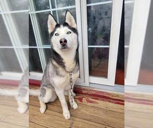 Siberian Husky Dogs for adoption in Canfield, OH, USA