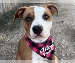 American Pit Bull Terrier-Unknown Mix Dogs for adoption in Pueblo, CO, USA