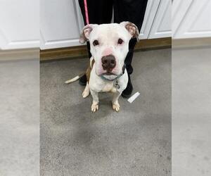 American Bulldog Dogs for adoption in Forestville, MD, USA