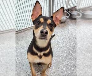 Australian Kelpie-German Shepherd Dog Mix Dogs for adoption in Houston, TX, USA