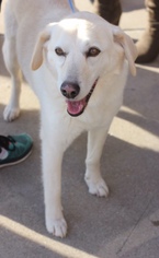 Medium Photo #1 Labrador Retriever-Unknown Mix Puppy For Sale in Christiana, TN, USA