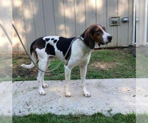 Coonhound Dogs for adoption in Hillsdale, IN, USA