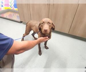 Labrador Retriever-Unknown Mix Dogs for adoption in Baytown, TX, USA