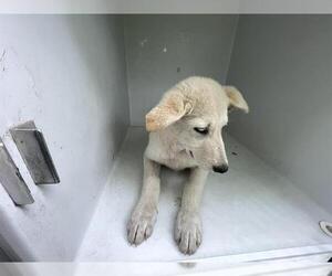 Labrador Retriever-Unknown Mix Dogs for adoption in Houston, TX, USA