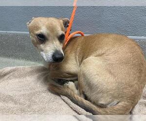 Chihuahua-Unknown Mix Dogs for adoption in Las Vegas, NV, USA