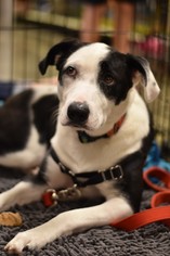 Border Collie-Unknown Mix Dogs for adoption in Frisco, TX, USA