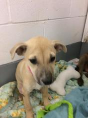 Black Mouth Cur Dogs for adoption in Lawrenceville, NJ, USA